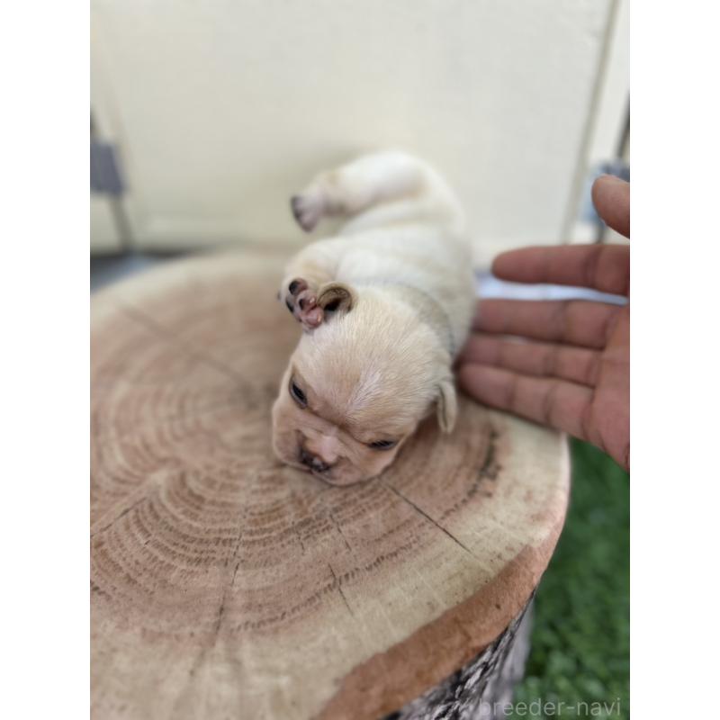 販売中の北海道のフレンチブルドッグ-452910の6枚目