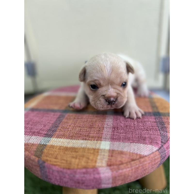 販売中の北海道のフレンチブルドッグ-452910の5枚目