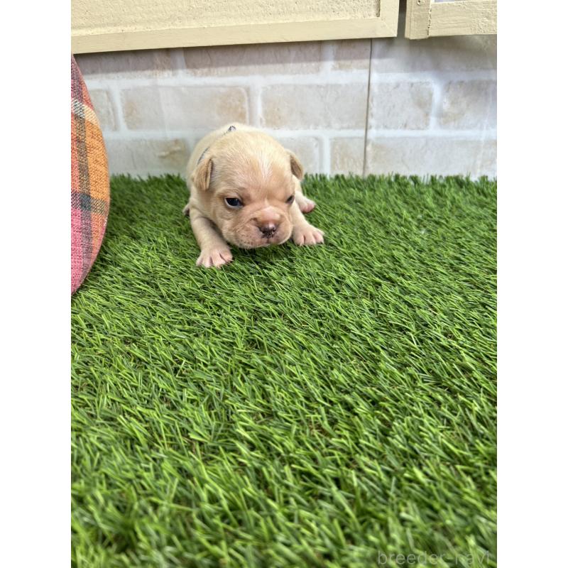 販売中の北海道のフレンチブルドッグ-452910の2枚目