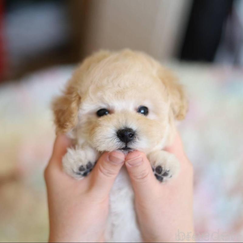 販売中の福井県のタイニープードル-452882の2枚目