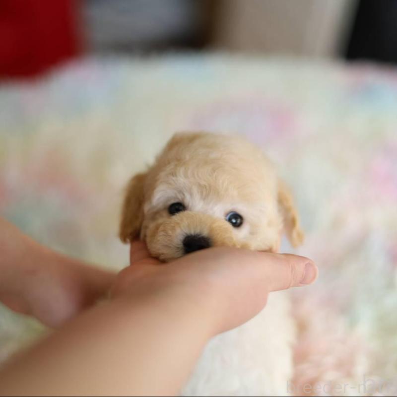 販売中の福井県のトイプードル-452881の2枚目