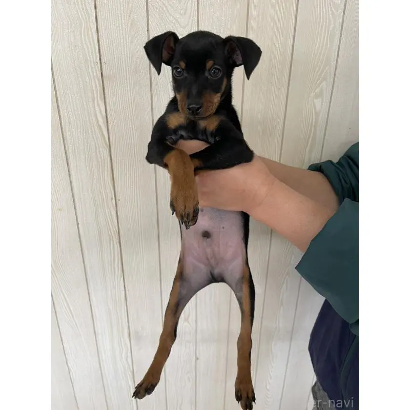 販売中の千葉県のミニチュアピンシャー(ミニピン)-452914の5枚目