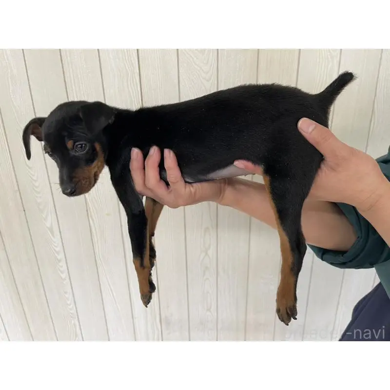 販売中の千葉県のミニチュアピンシャー(ミニピン)-452914の4枚目