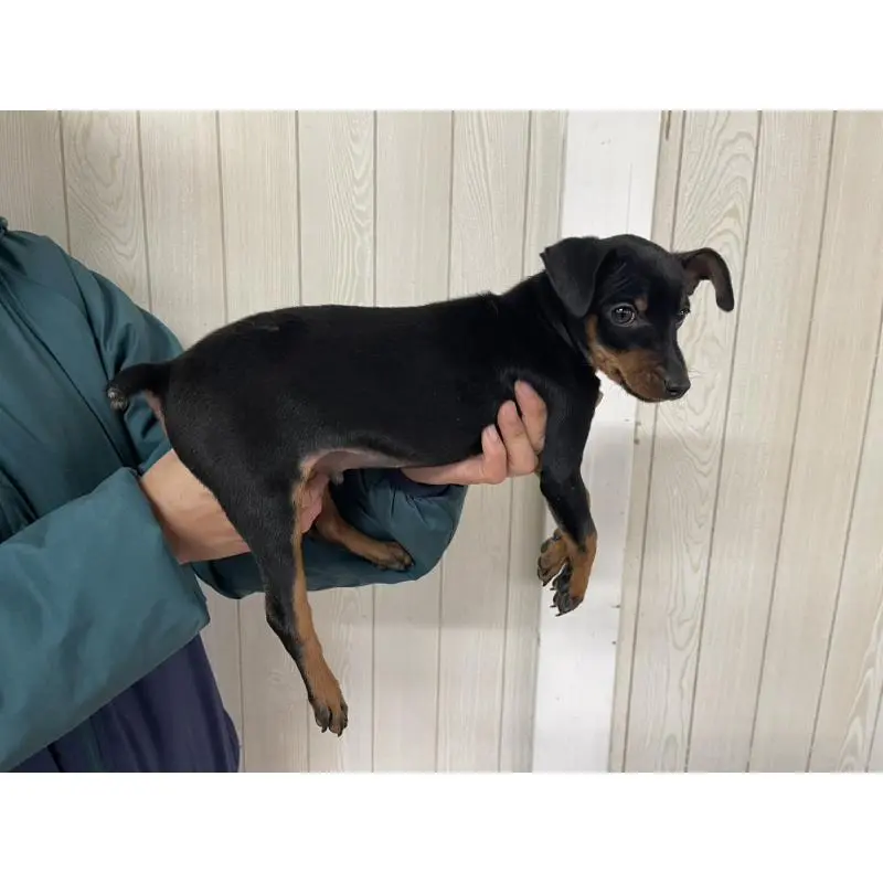 販売中の千葉県のミニチュアピンシャー(ミニピン)-452914の3枚目