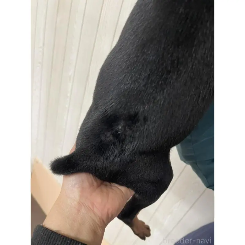 販売中の千葉県のミニチュアピンシャー(ミニピン)-452914の2枚目