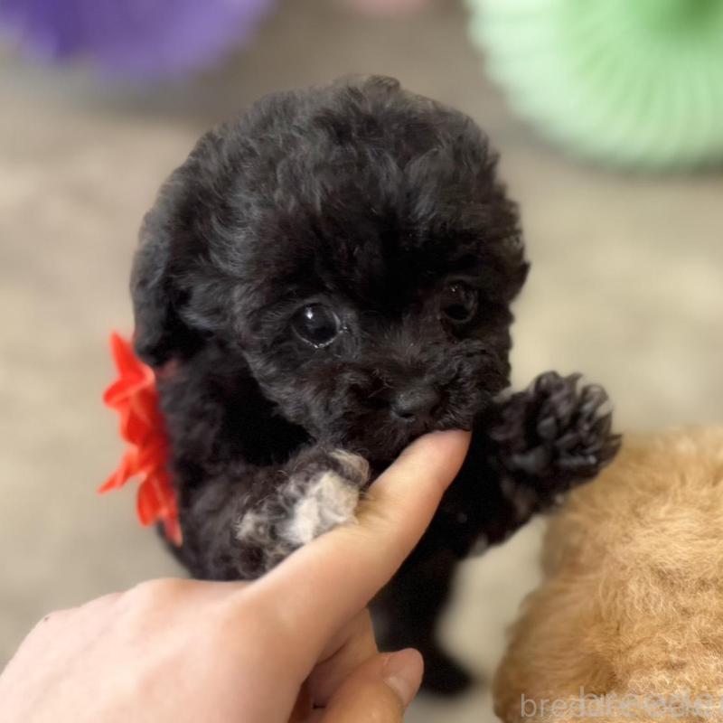 販売中の大阪府のタイニープードル-452917の9枚目