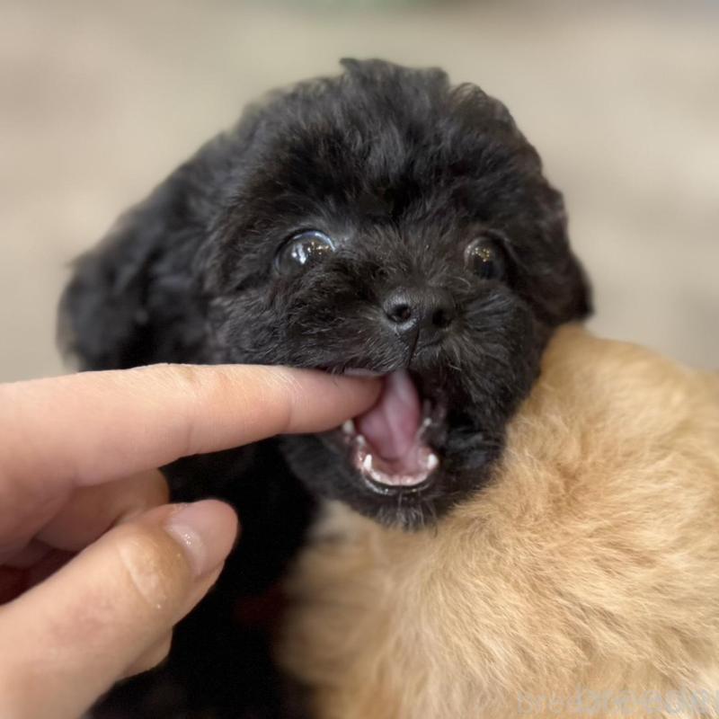 販売中の大阪府のタイニープードル-452917の8枚目