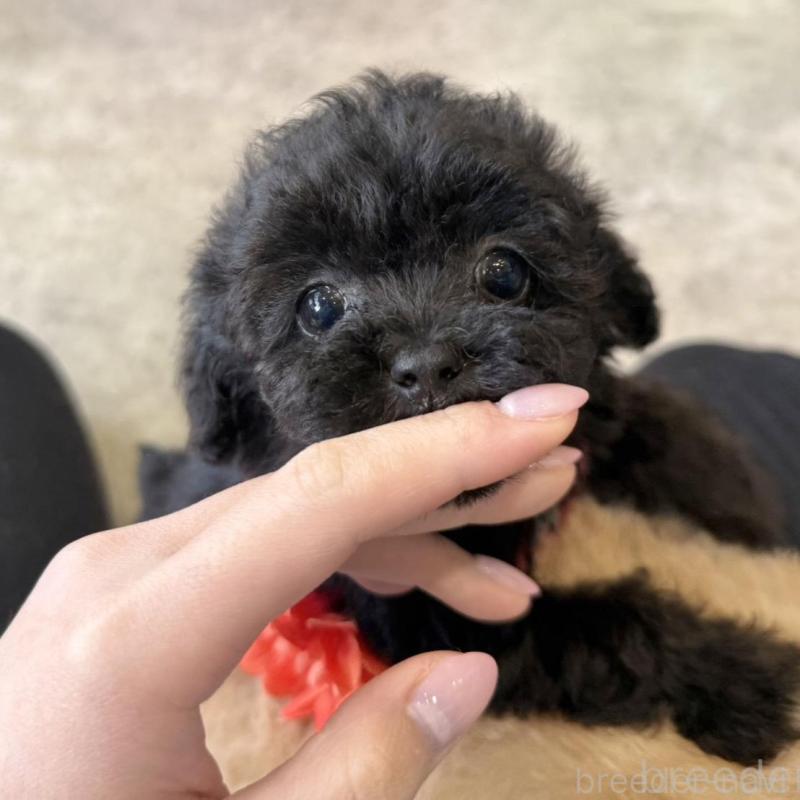 販売中の大阪府のタイニープードル-452917の7枚目