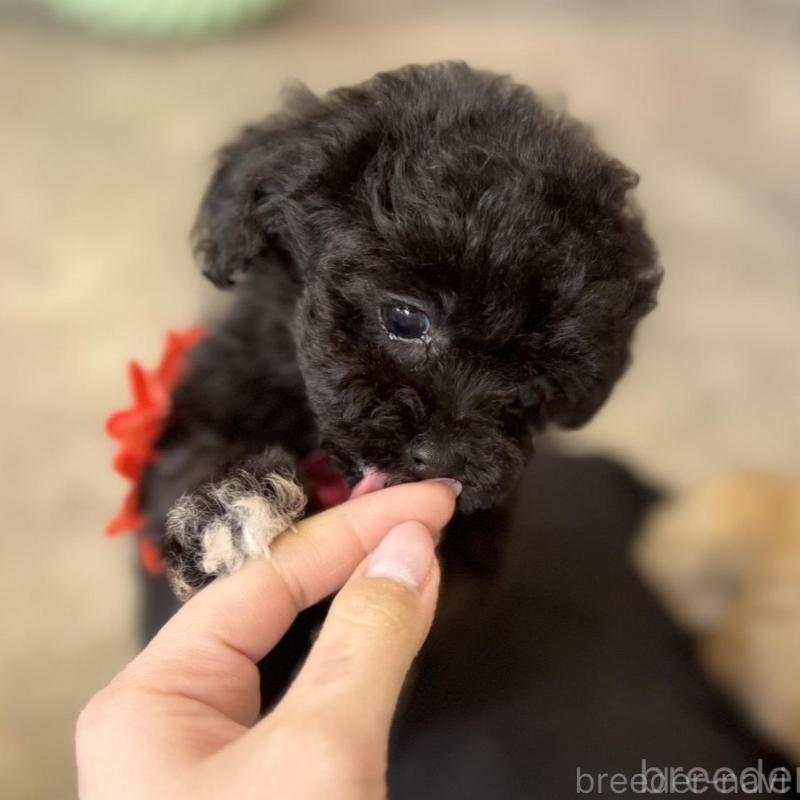 販売中の大阪府のタイニープードル-452917の6枚目