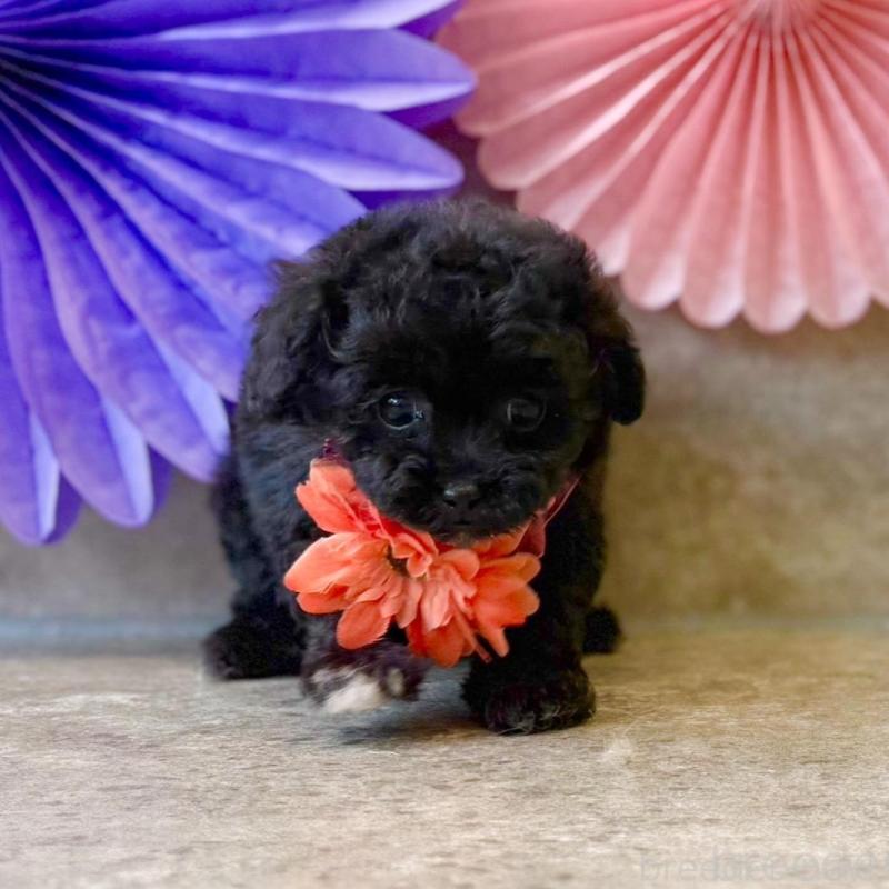 販売中の大阪府のタイニープードル-452917の5枚目