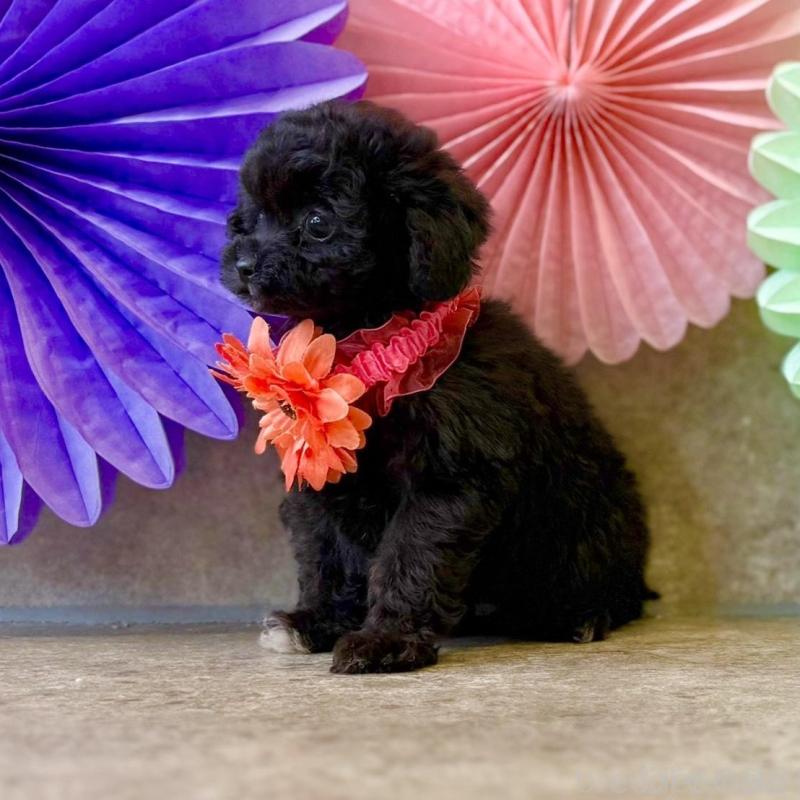 販売中の大阪府のタイニープードル-452917の4枚目