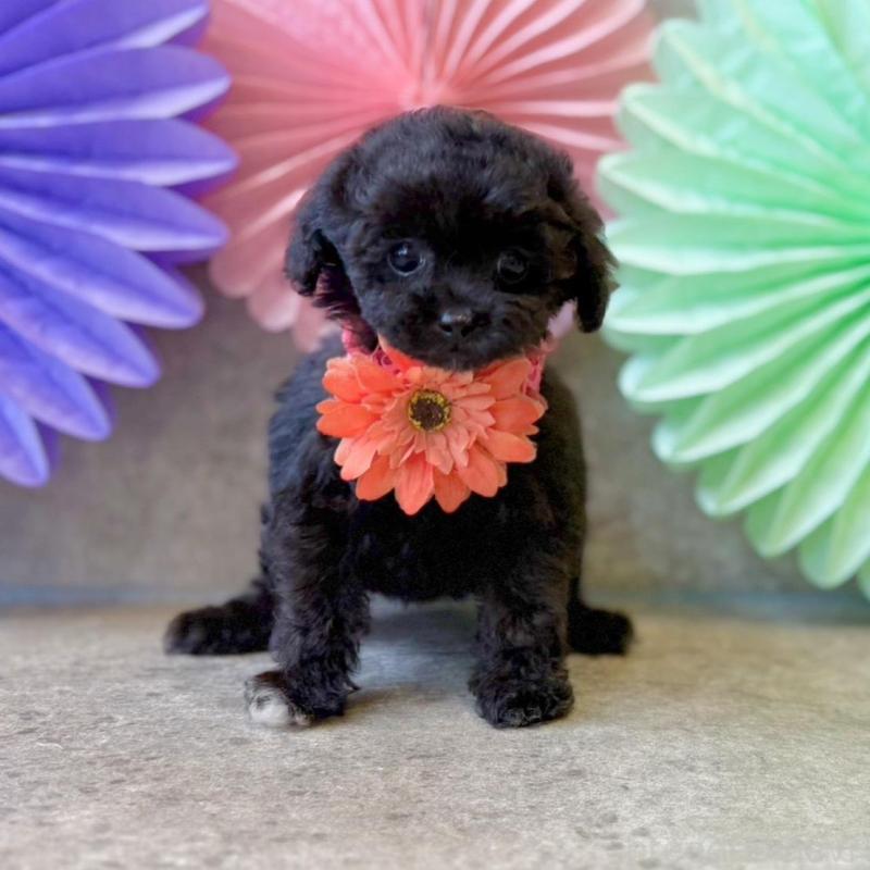 販売中の大阪府のタイニープードル-452917の2枚目