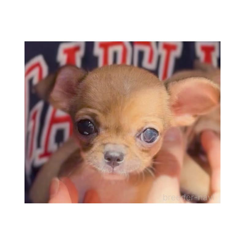 販売中の静岡県のチワワ(スムースコート)-452284