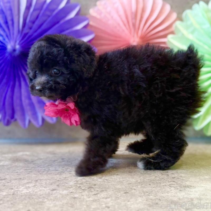 販売中の大阪府のタイニープードル-452918の6枚目