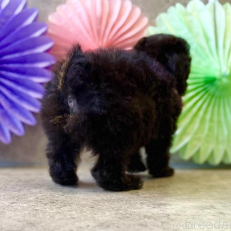 販売中の大阪府のタイニープードル-452918の5枚目