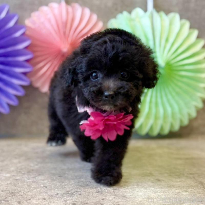 販売中の大阪府のタイニープードル-452918の2枚目