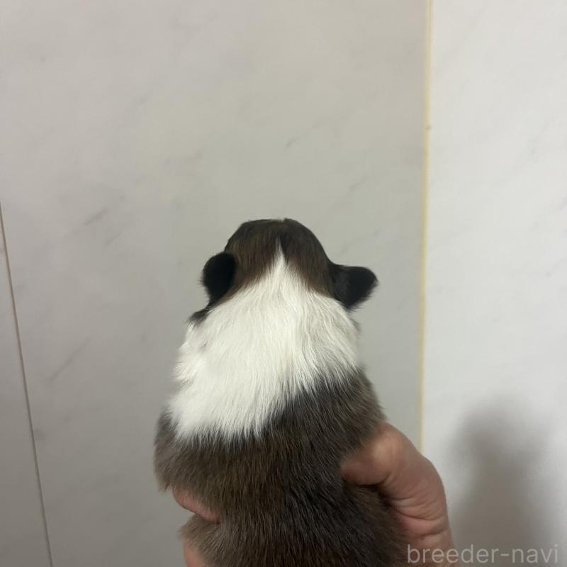 販売中の三重県のシェットランドシープドッグ(シェルティ)-452919の3枚目