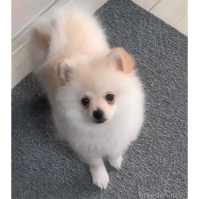 販売中の兵庫県のポメラニアン-452923の3枚目