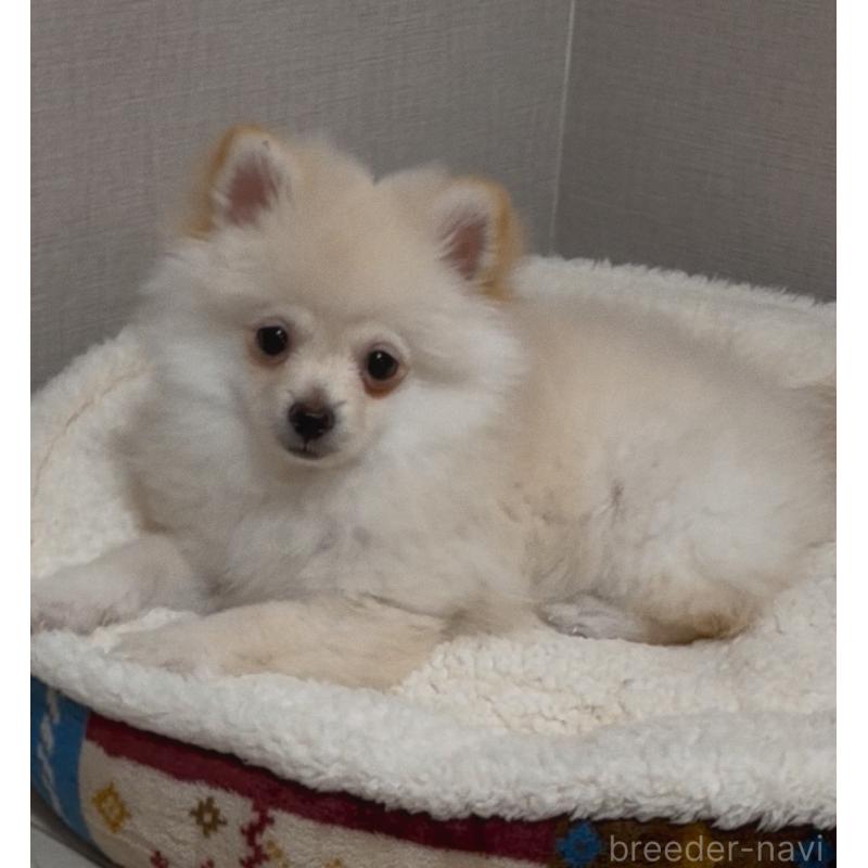 販売中の兵庫県のポメラニアン-452923の2枚目