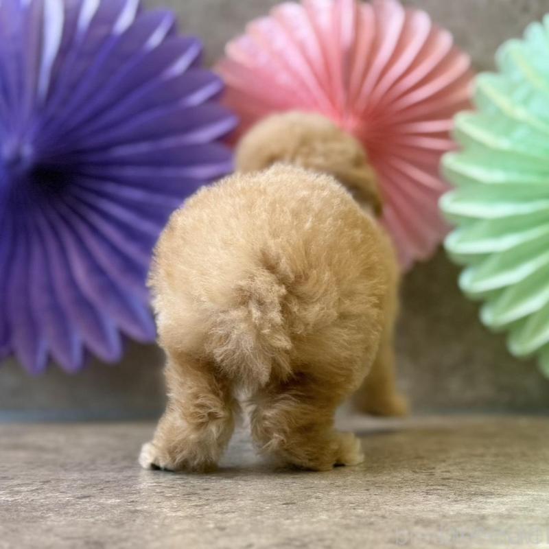 販売中の大阪府のタイニープードル-452921の6枚目