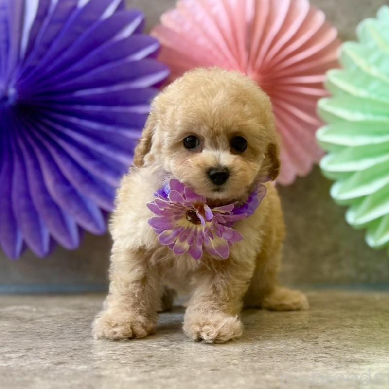 販売中の大阪府のタイニープードル-452921の4枚目