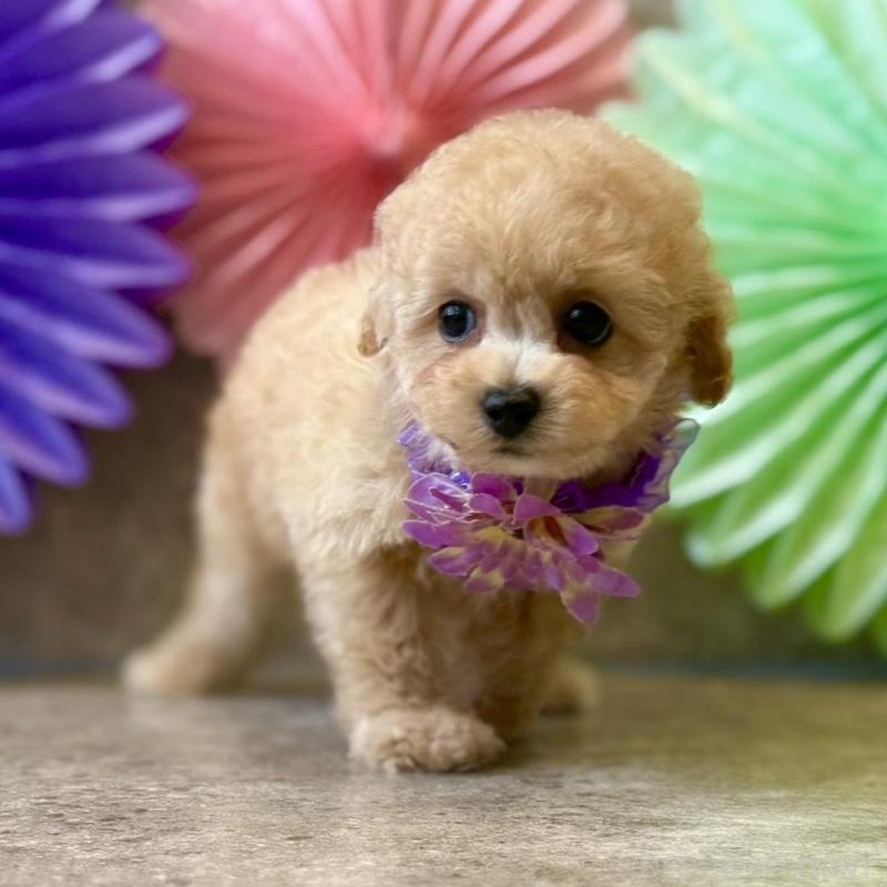 販売中の大阪府のタイニープードル-452921の3枚目