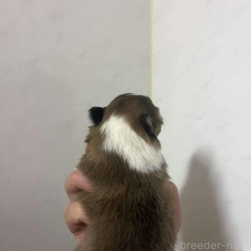 販売中の三重県のシェットランドシープドッグ(シェルティ)-452922の3枚目