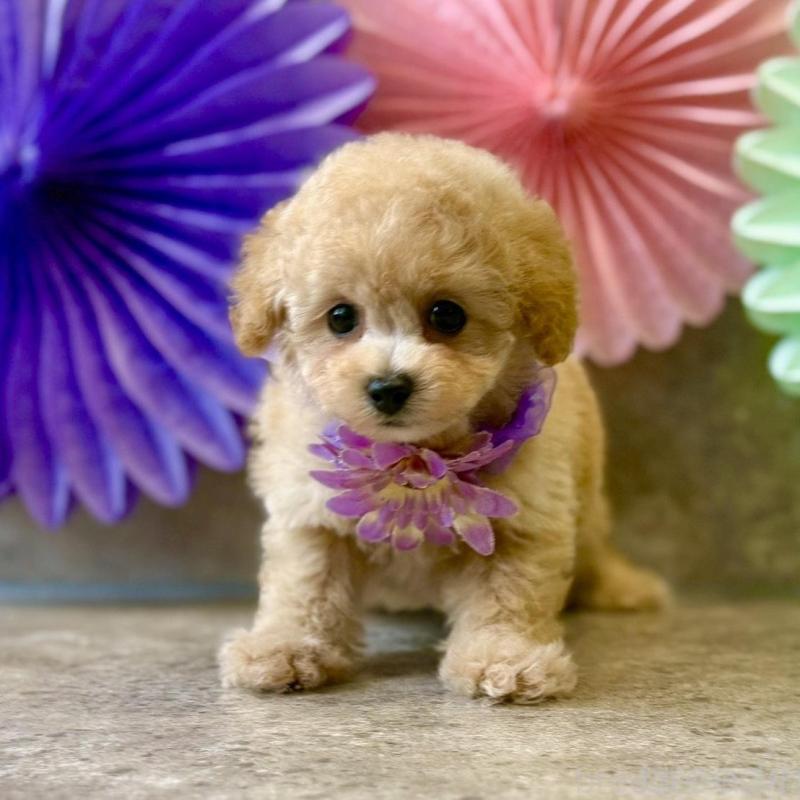 販売中の大阪府のタイニープードル-452921の2枚目