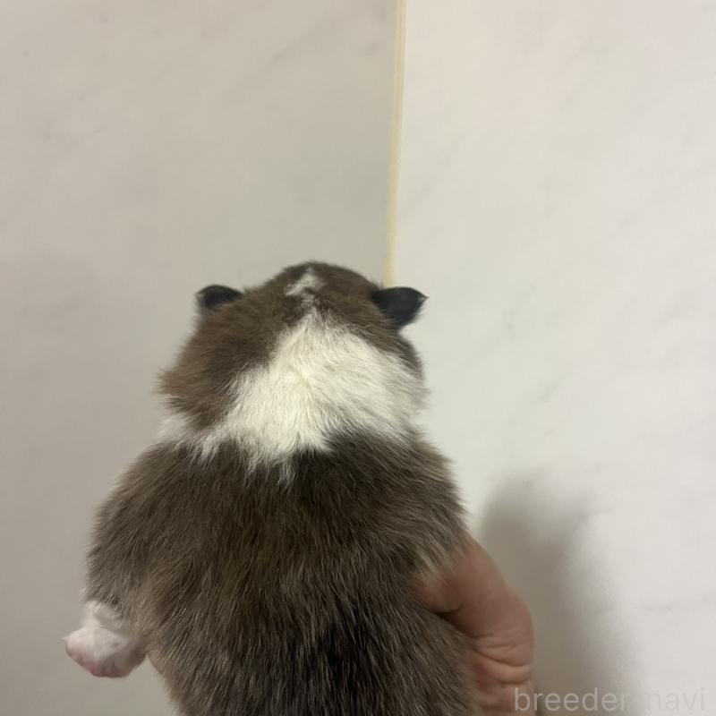 販売中の三重県のシェットランドシープドッグ(シェルティ)-452924の3枚目