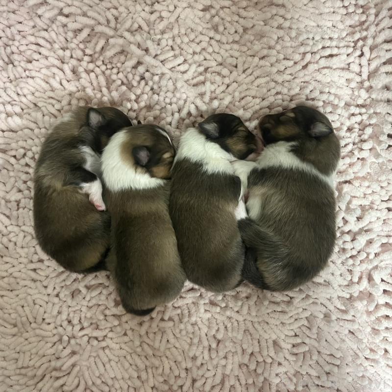 販売中の三重県のシェットランドシープドッグ(シェルティ)-452924の2枚目