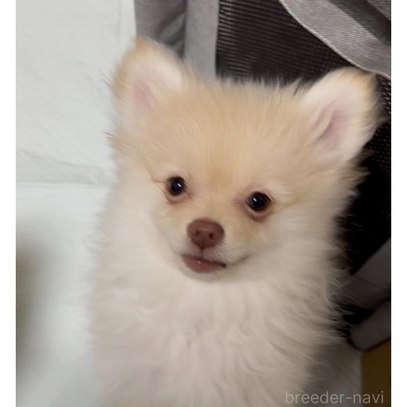販売中の兵庫県のポメラニアン-452925の4枚目