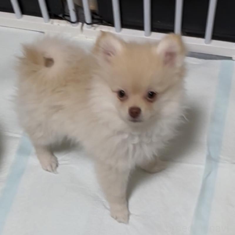 販売中の兵庫県のポメラニアン-452925の3枚目