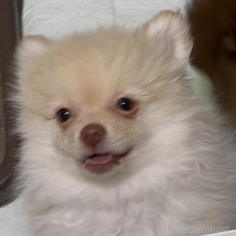 販売中の兵庫県のポメラニアン-452925の2枚目