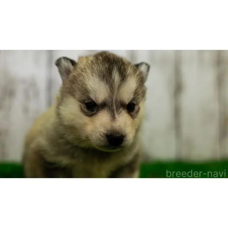 販売中の三重県のシベリアンハスキー-452926の9枚目