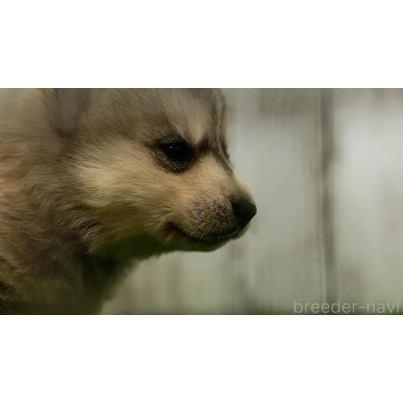 販売中の三重県のシベリアンハスキー-452926の8枚目