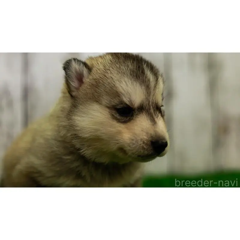 販売中の三重県のシベリアンハスキー-452926の7枚目