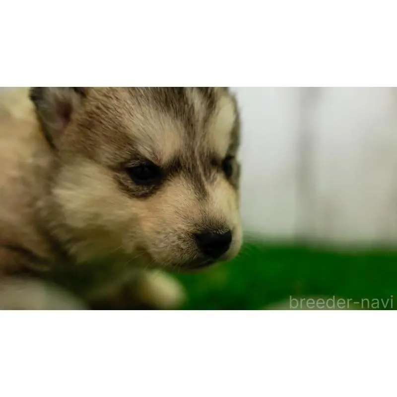 販売中の三重県のシベリアンハスキー-452926の6枚目