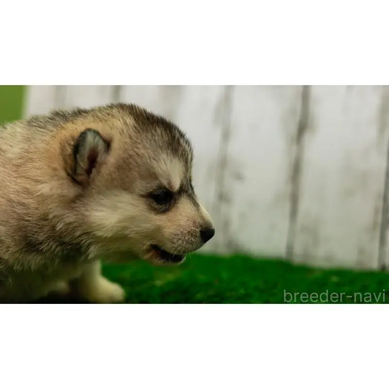 販売中の三重県のシベリアンハスキー-452926の4枚目