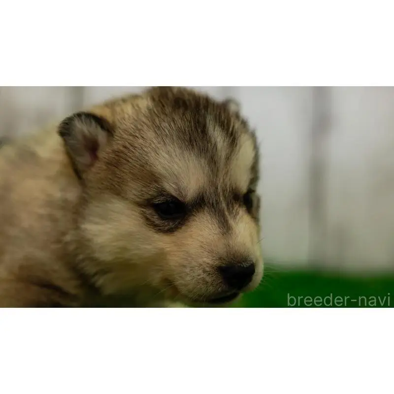 販売中の三重県のシベリアンハスキー-452926の3枚目