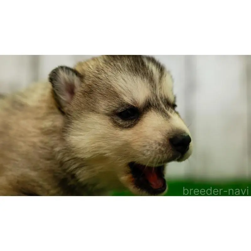 販売中の三重県のシベリアンハスキー-452926の2枚目