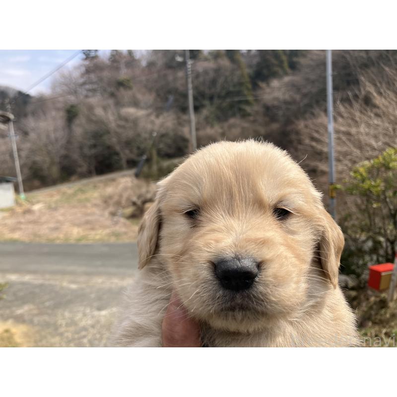 販売中の福島県のゴールデンレトリーバー-452927の3枚目