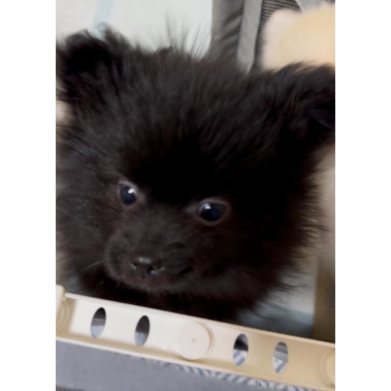 販売中の兵庫県のポメラニアン-452928の4枚目