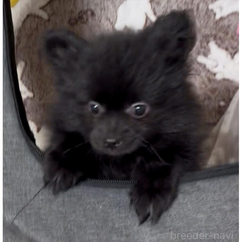 販売中の兵庫県のポメラニアン-452928の2枚目