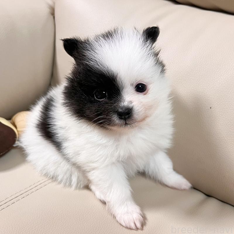 販売中の大阪府のポメラニアン-452929の6枚目