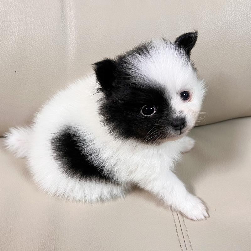 販売中の大阪府のポメラニアン-452929の5枚目