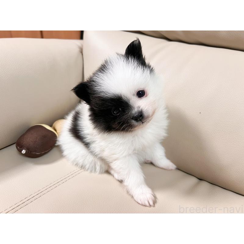 販売中の大阪府のポメラニアン-452929の4枚目