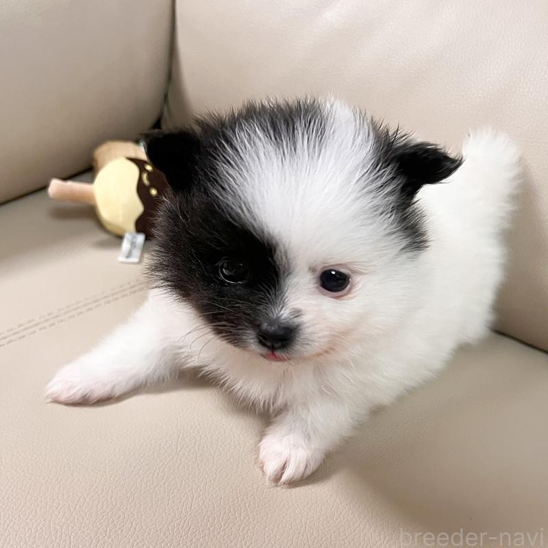 販売中の大阪府のポメラニアン-452929の3枚目