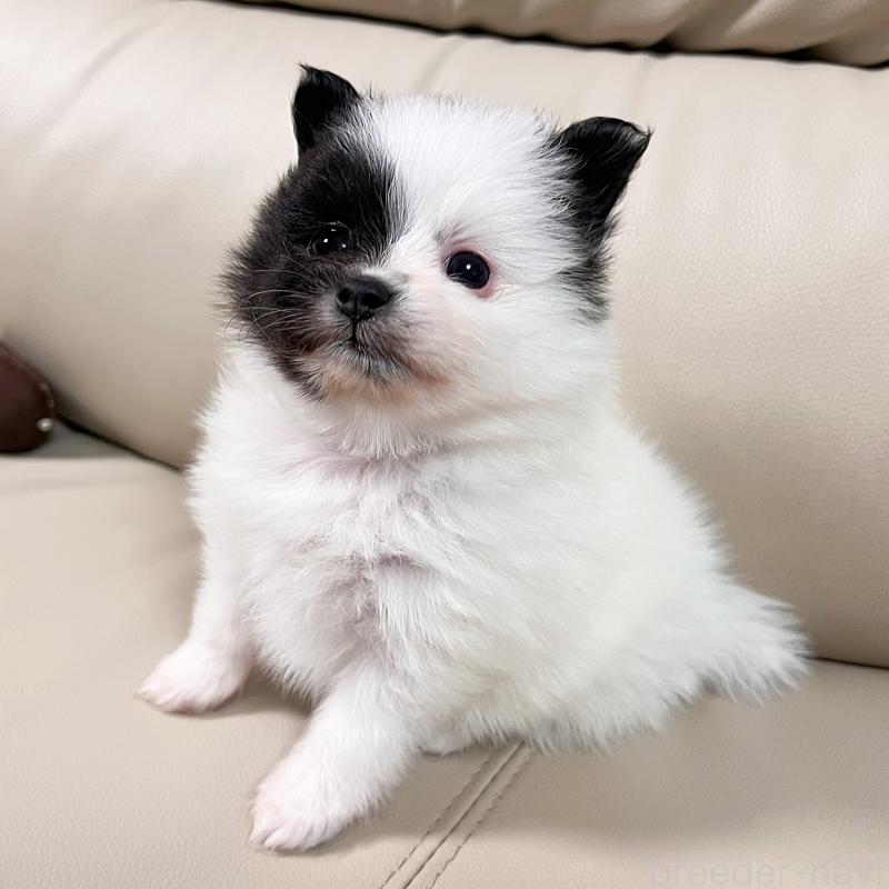 販売中の大阪府のポメラニアン-452929の2枚目