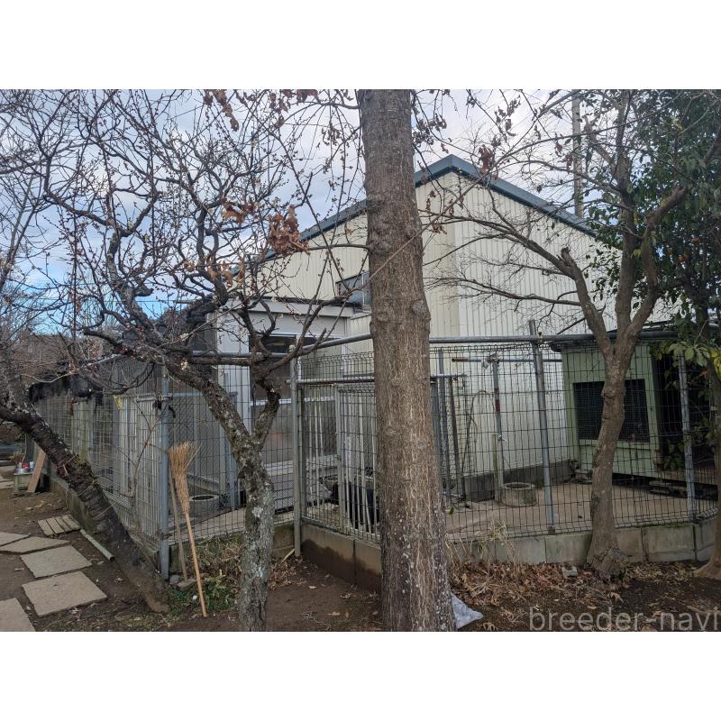 犬舎紹介の千葉県の犬舎紹介-5456の4枚目