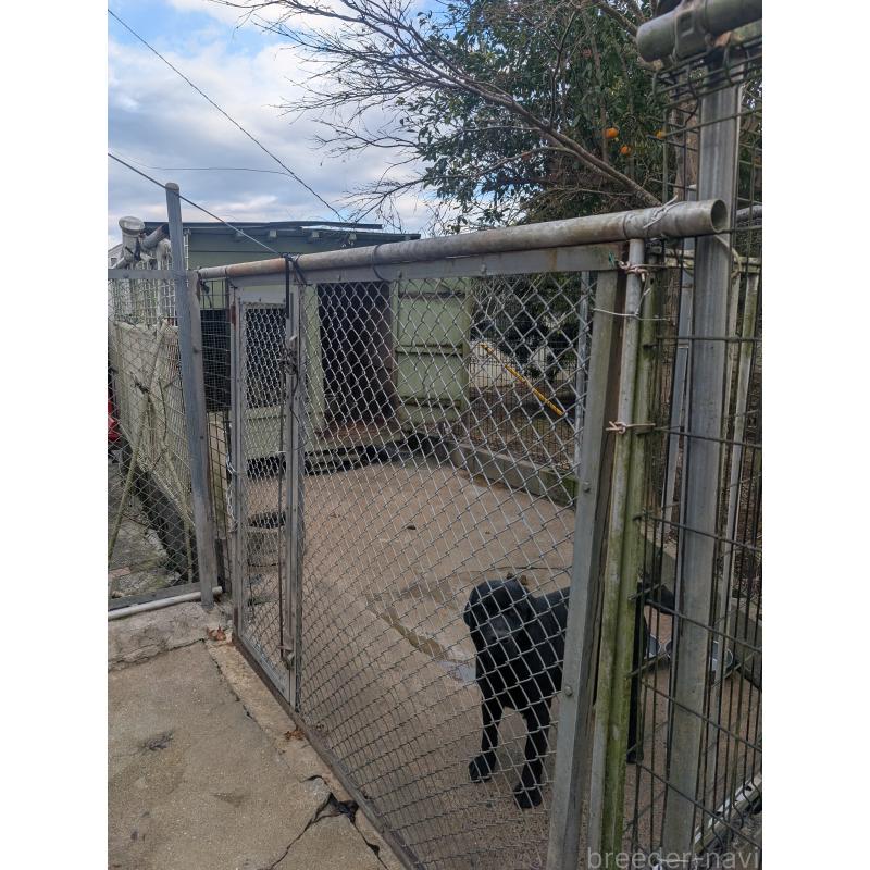 犬舎紹介の千葉県の犬舎紹介-5456の5枚目